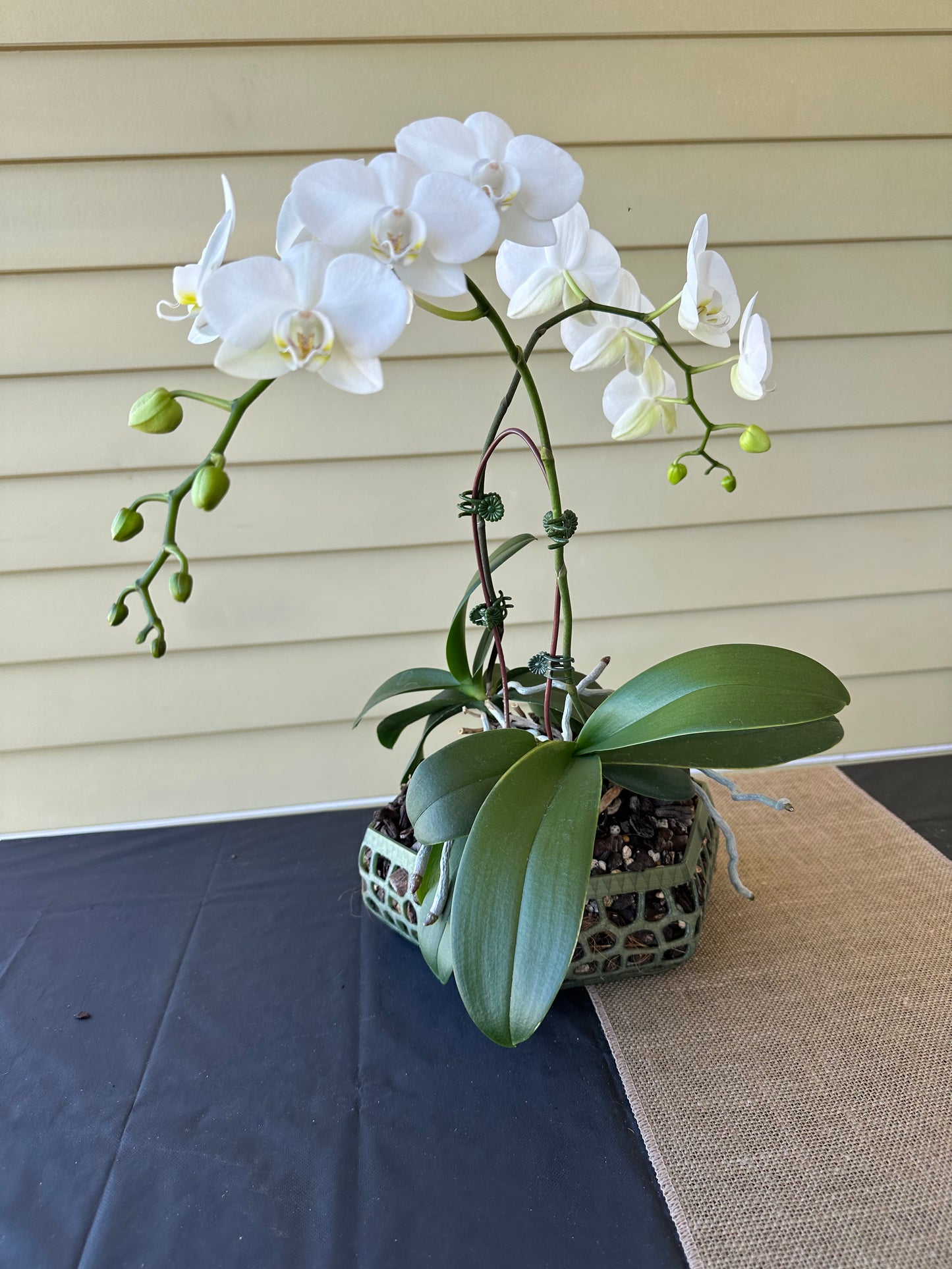 Orchid Growing & Display Pot Extra Large 240 x 80mm