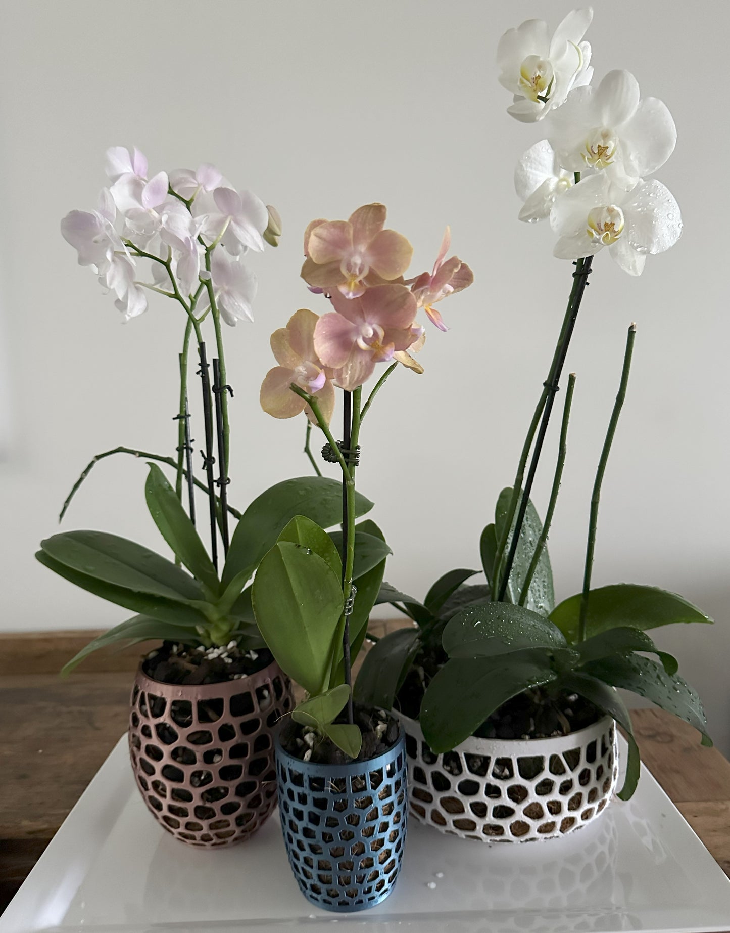 Orchid Growing & Display Pots Set Of 3 - Small, Medium & Large