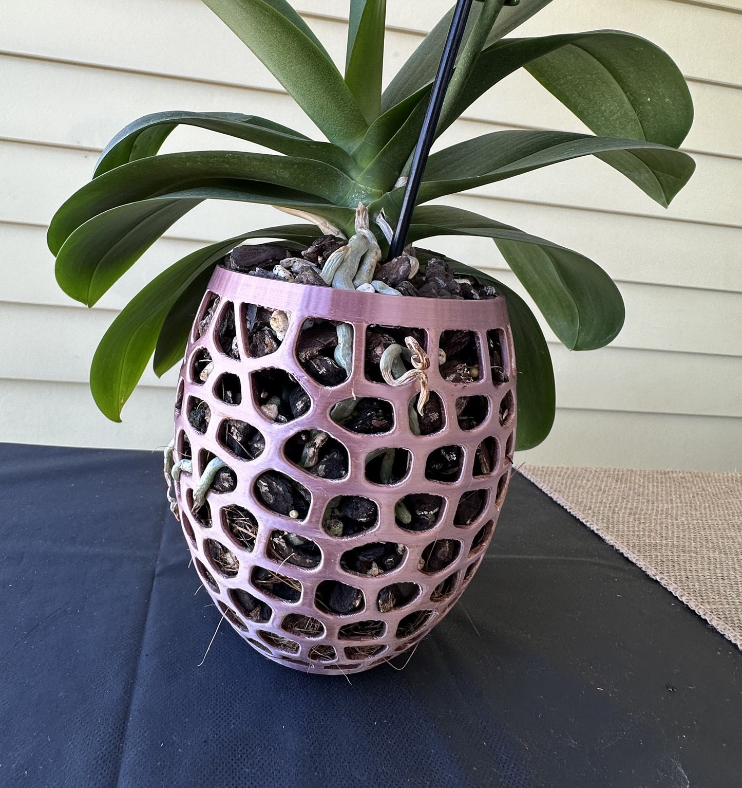 Orchid Growing & Display Pot - Medium - 145w x 150h mm