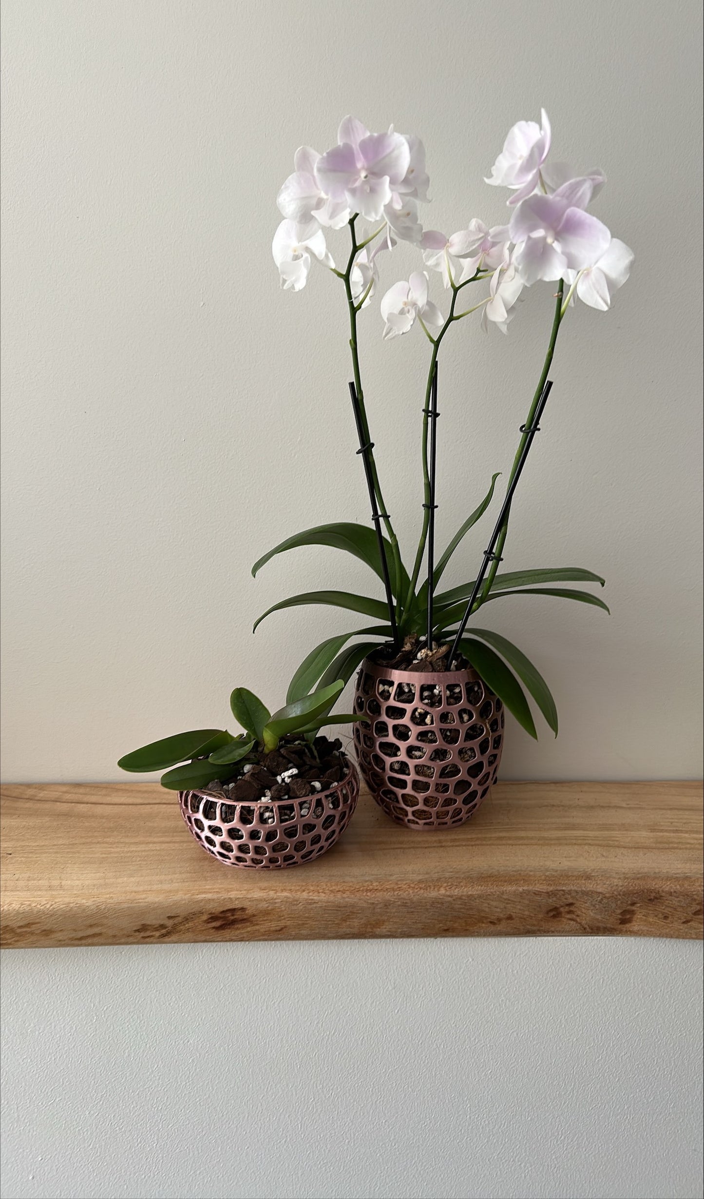 Orchid Growing & Display Pot - Medium- Short 150w x 60h