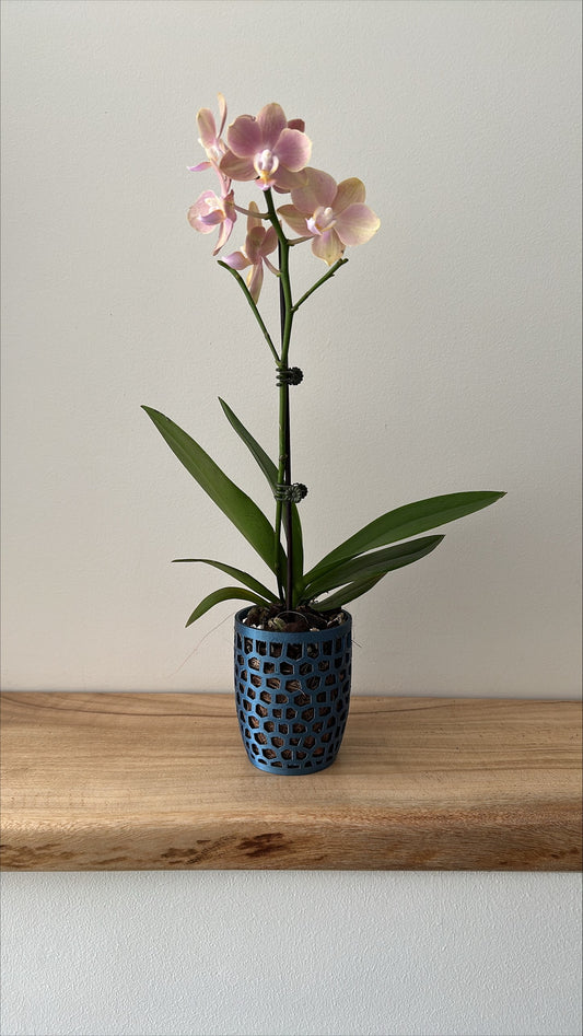 Orchid Growing & Display Pot Small 90 x 110mm