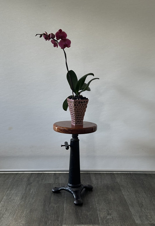 Orchid Growing and Display Pot - Large Square Tapered 170 X 160 mm