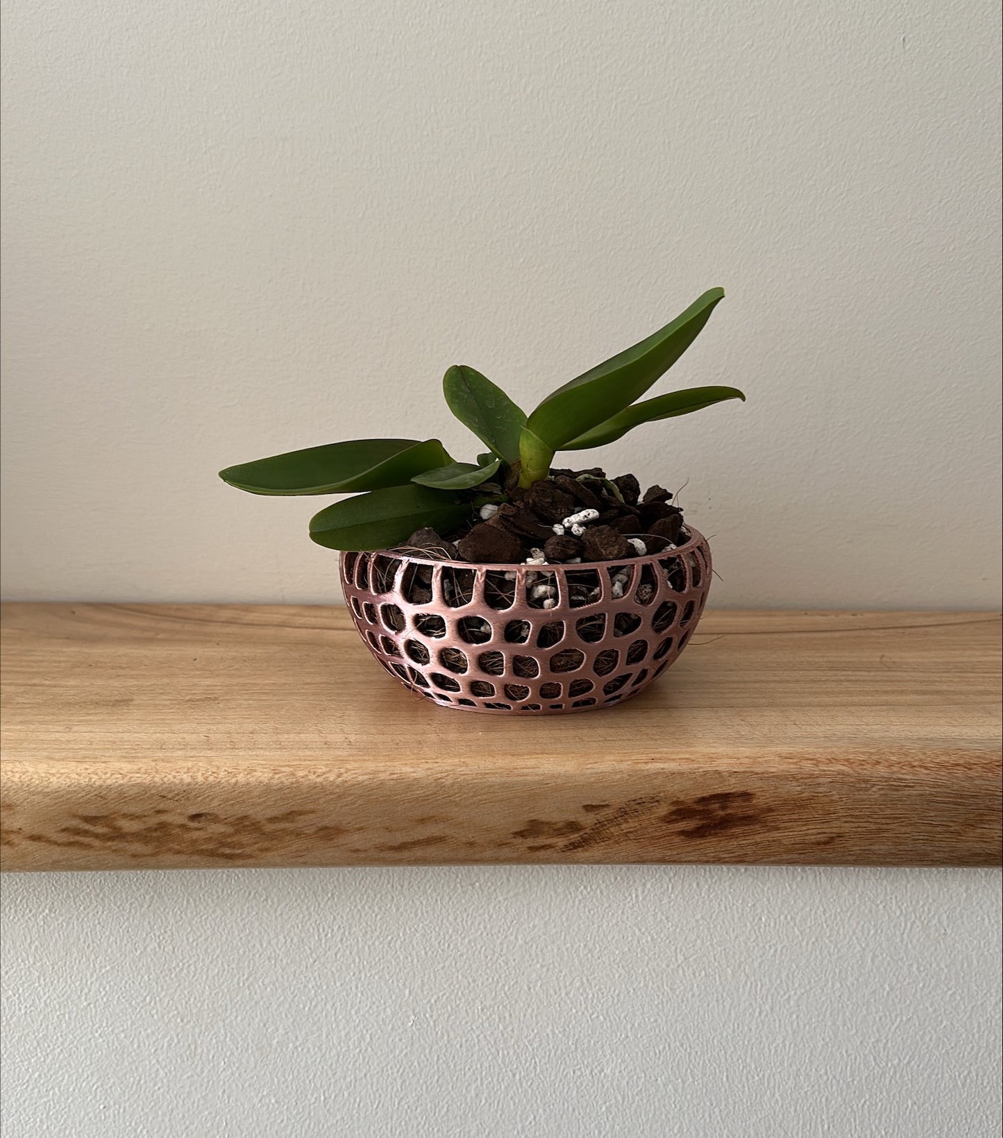 Orchid Growing & Display Pot - Medium- Short 150w x 60h