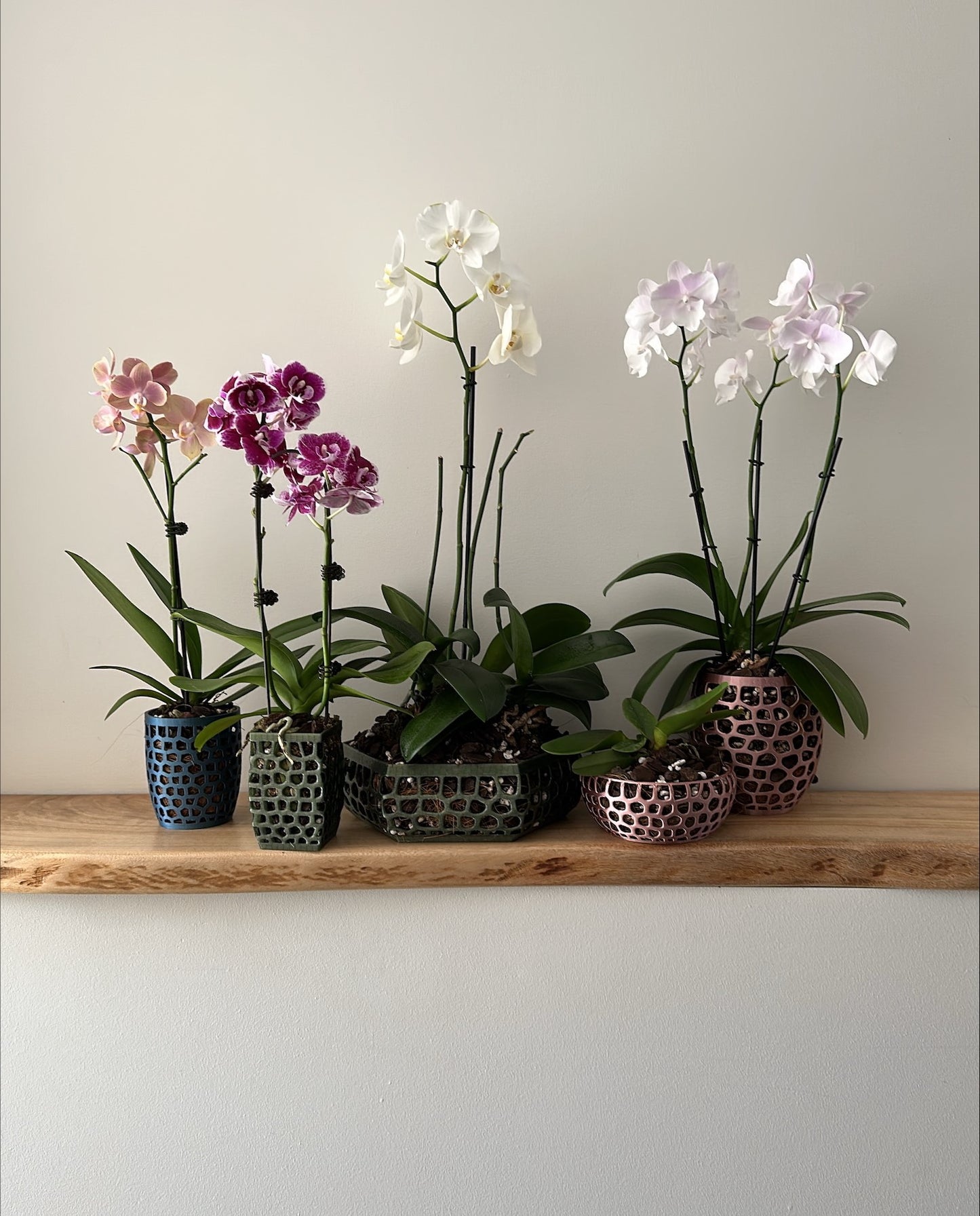 Orchid Growing & Display Pot - Medium- Short 150w x 60h