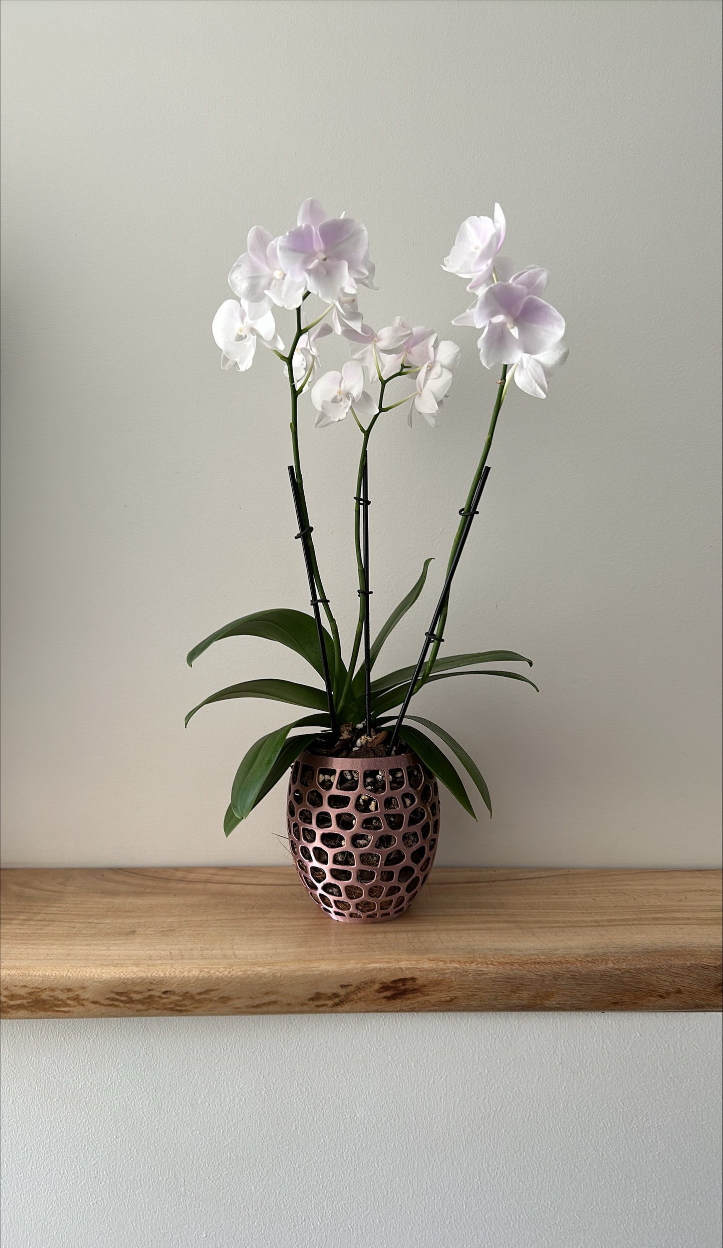 Orchid Growing & Display Pot - Medium - 145w x 150h mm