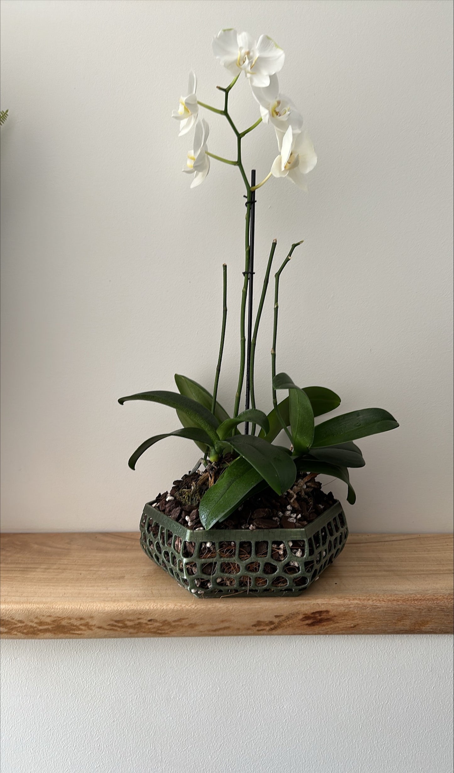 Orchid Growing & Display Pot Extra Large 240 x 80mm