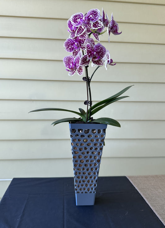 Orchid Growing & Display Pot - Tall 4-sided H 24cm x Top 10cm x Base 5cm