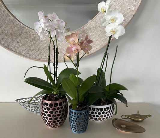 Orchid Growing & Display Pots Set Of 3 - Small, Medium & Large