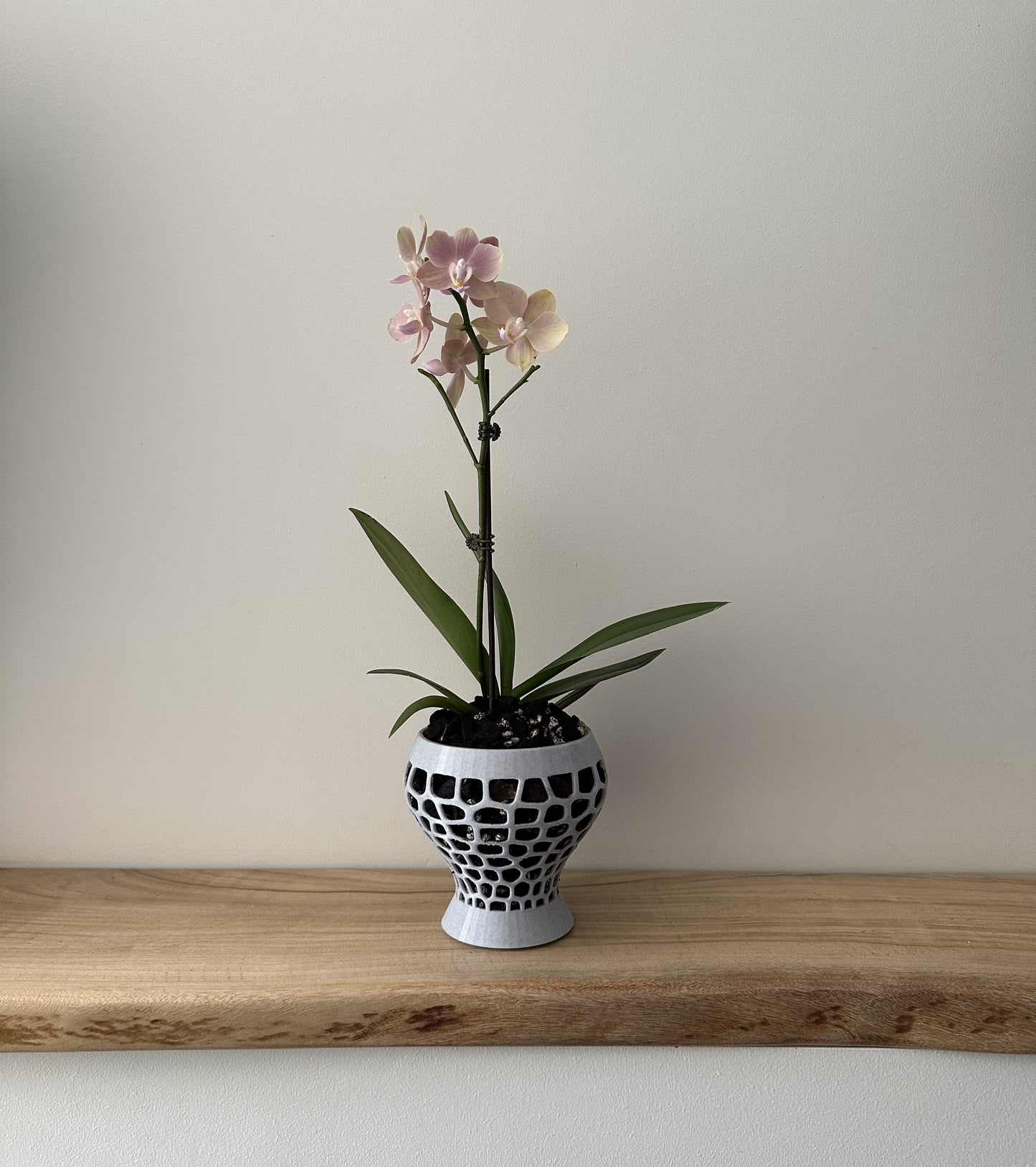 Orchid Growing & Display Pot - Medium- Short Stout