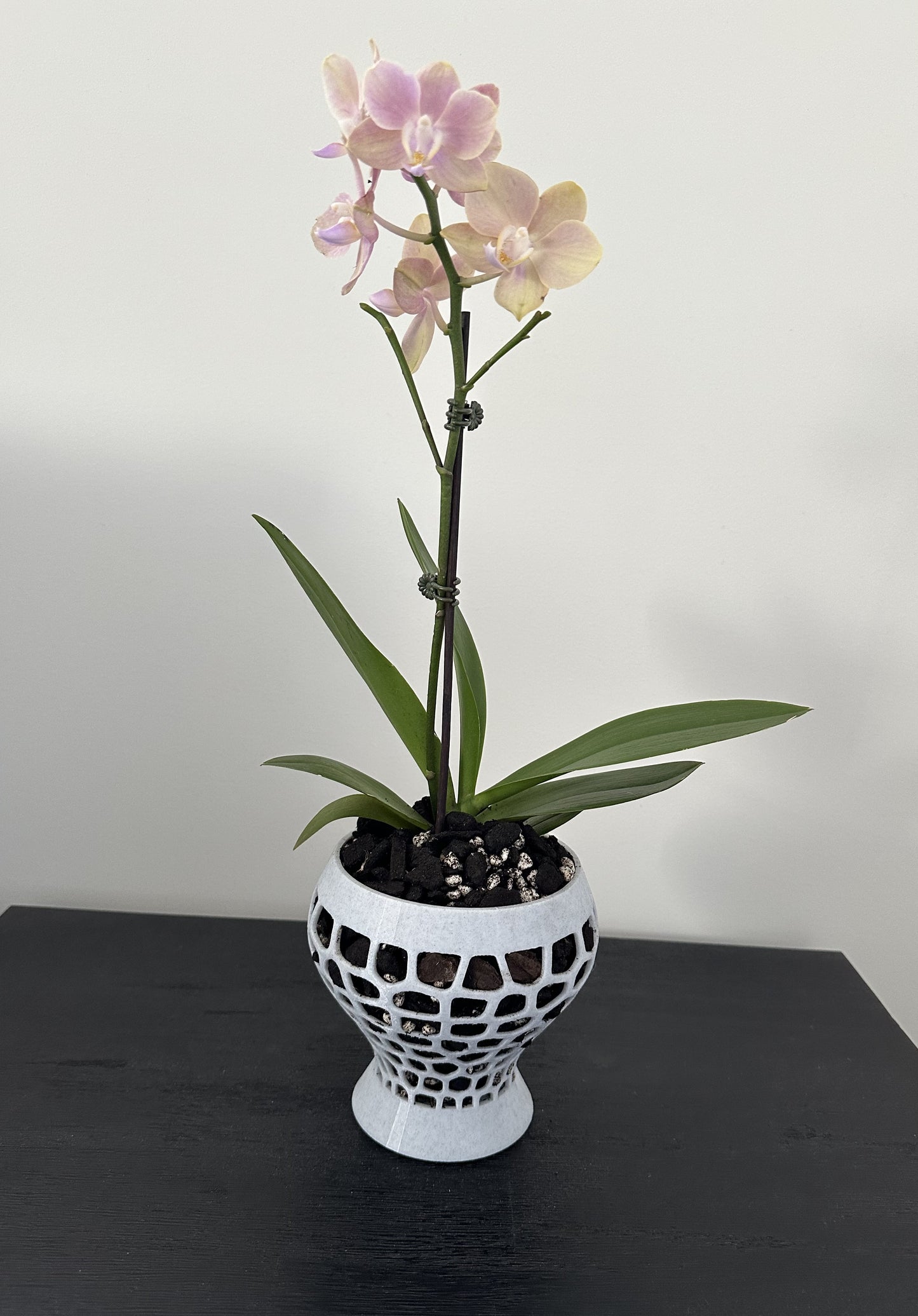 Orchid Growing & Display Pot - Medium- Short Stout