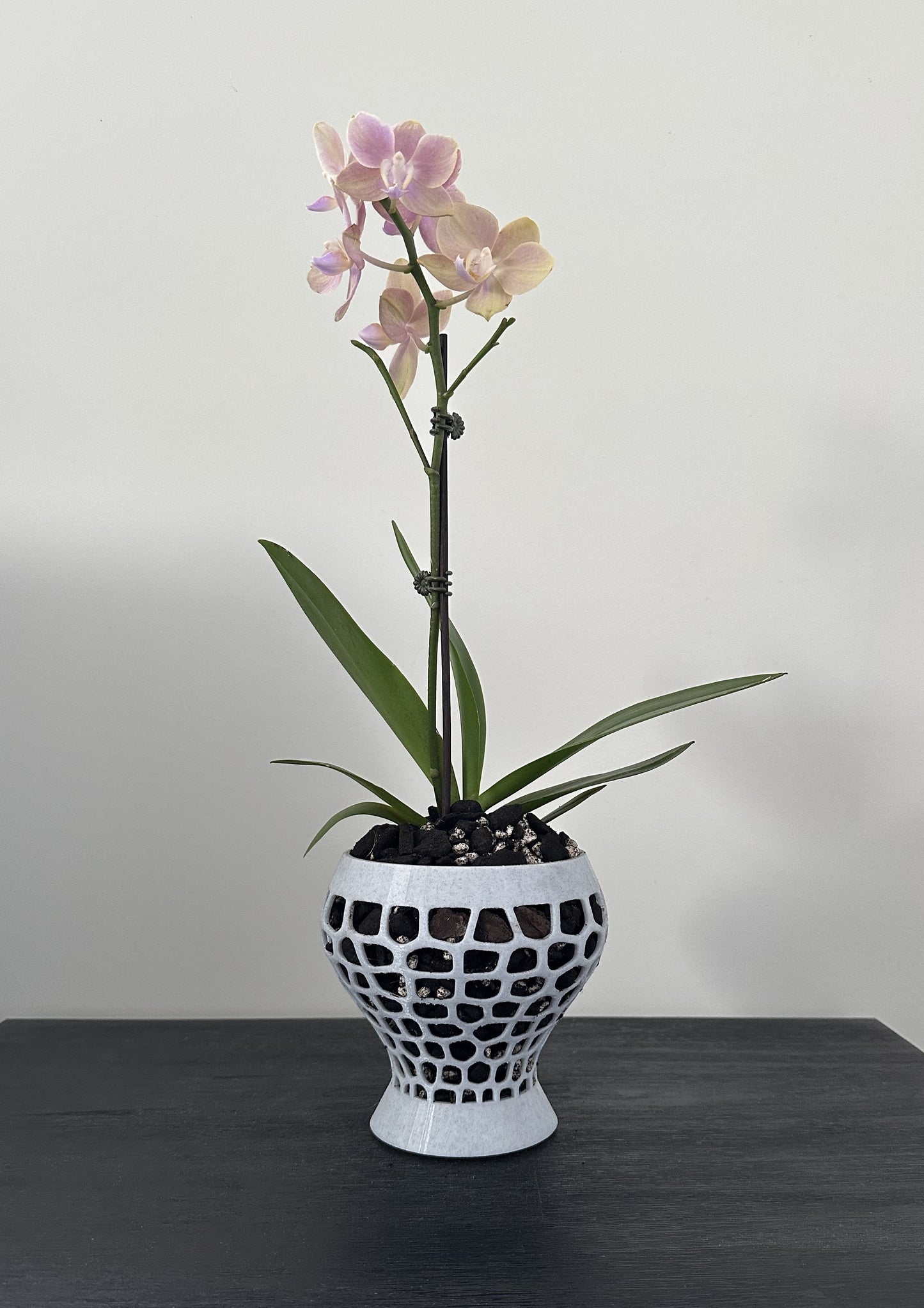 Orchid Growing & Display Pot - Medium- Short Stout