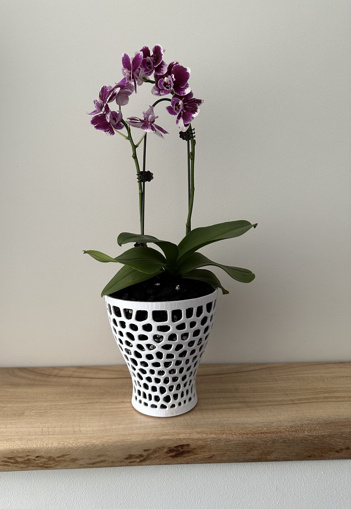 Orchid Growing and Display Pot - Large Tall 160h x 160w x 95w foot.