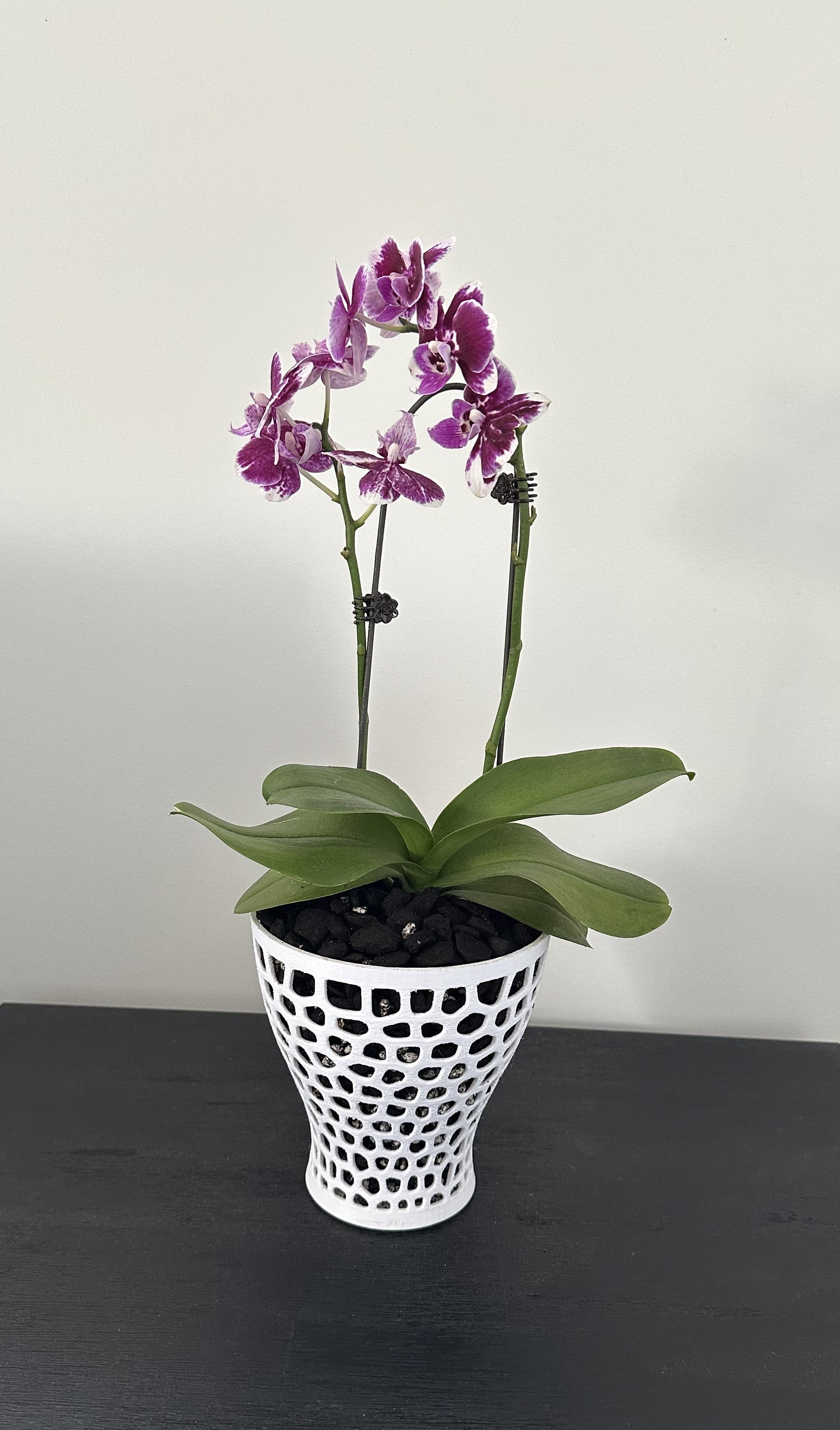 Orchid Growing and Display Pot - Large Tall 160h x 160w x 95w foot.