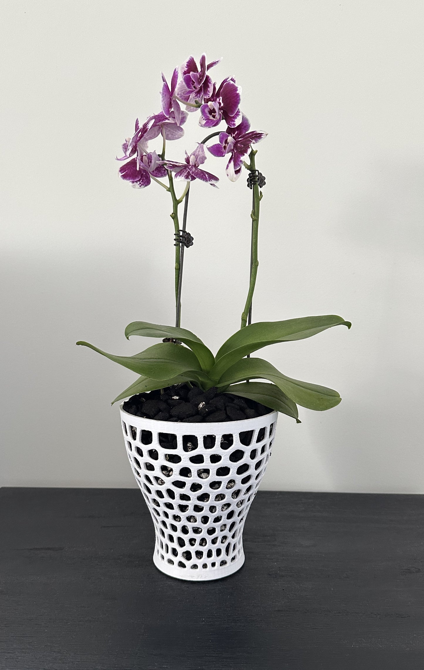 Orchid Growing and Display Pot - Large Tall 160h x 160w x 95w foot.