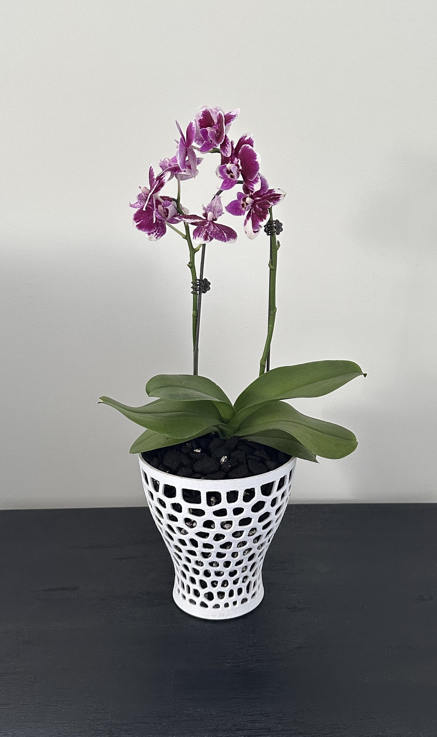 Orchid Growing and Display Pot - Large Tall 160h x 160w x 95w foot.