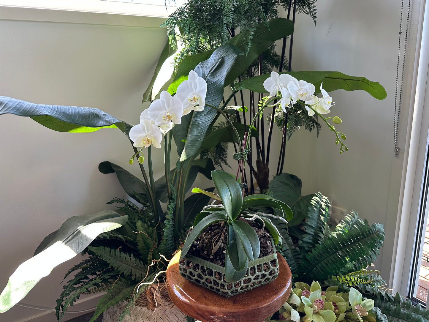 Orchid Growing & Display Pot Extra Large 240 x 80mm