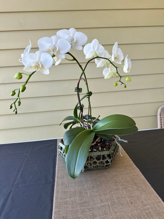 Orchid Growing & Display Pot Extra Large 240 x 80mm