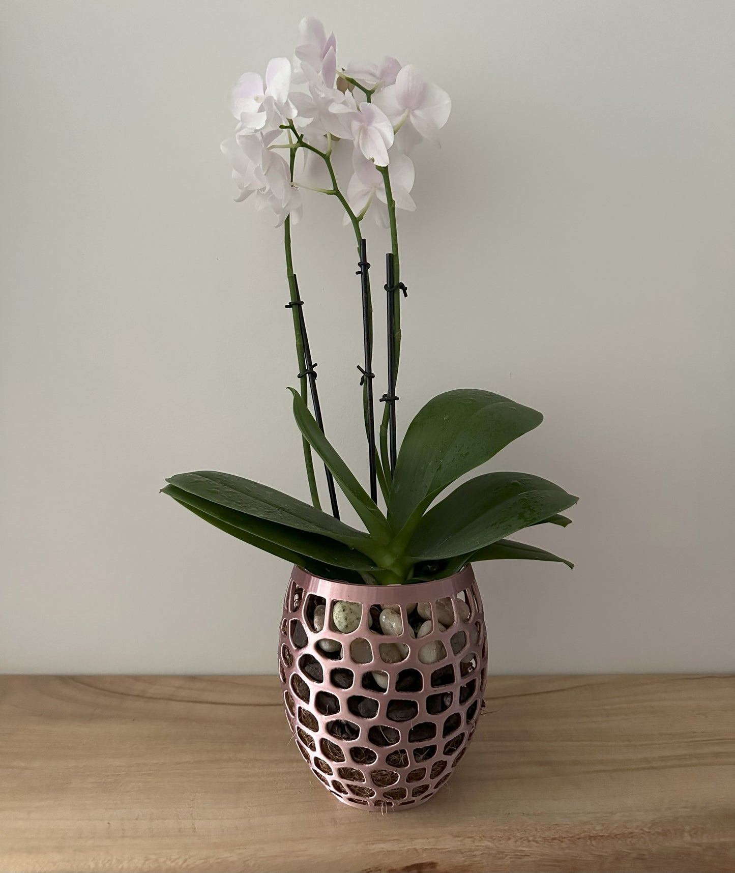 Orchid Growing & Display Pot - Medium - 145w x 150h mm