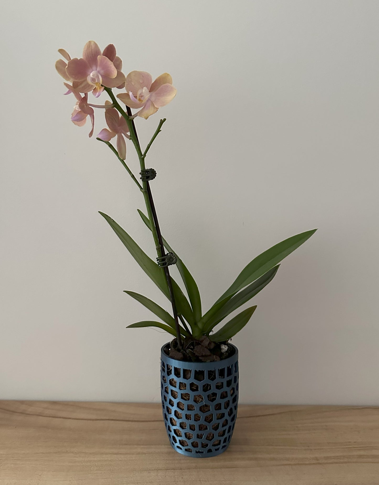 Orchid Growing & Display Pot Small 90 x 110mm