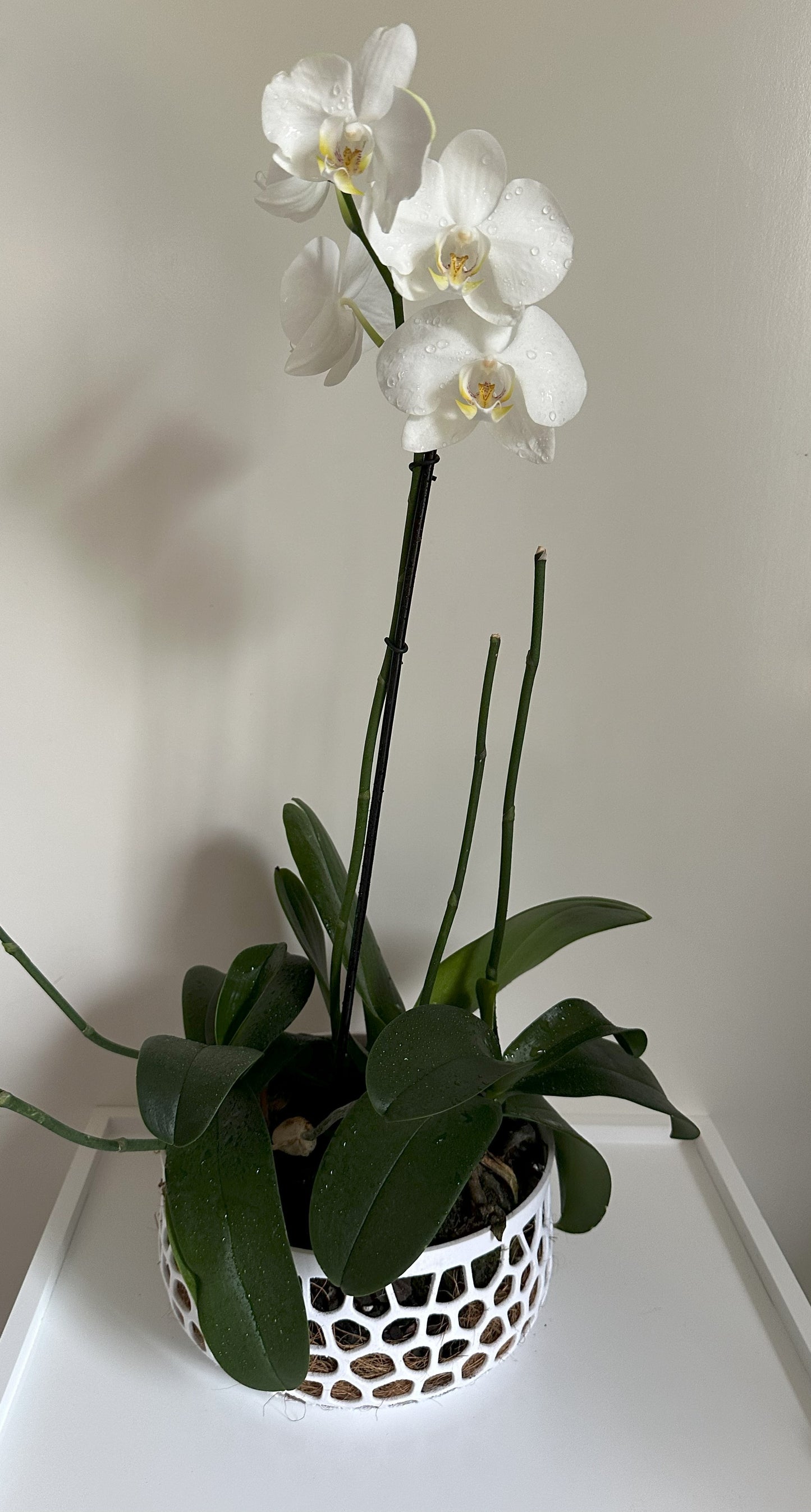 Orchid Growing and Display Pot - Large 91 x 204mm