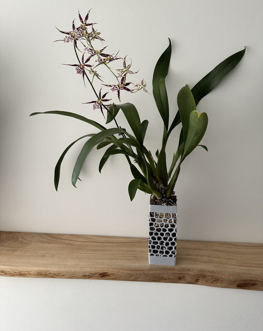 Orchid Growing & Display Pot - Medium Tall 200 x 90mm