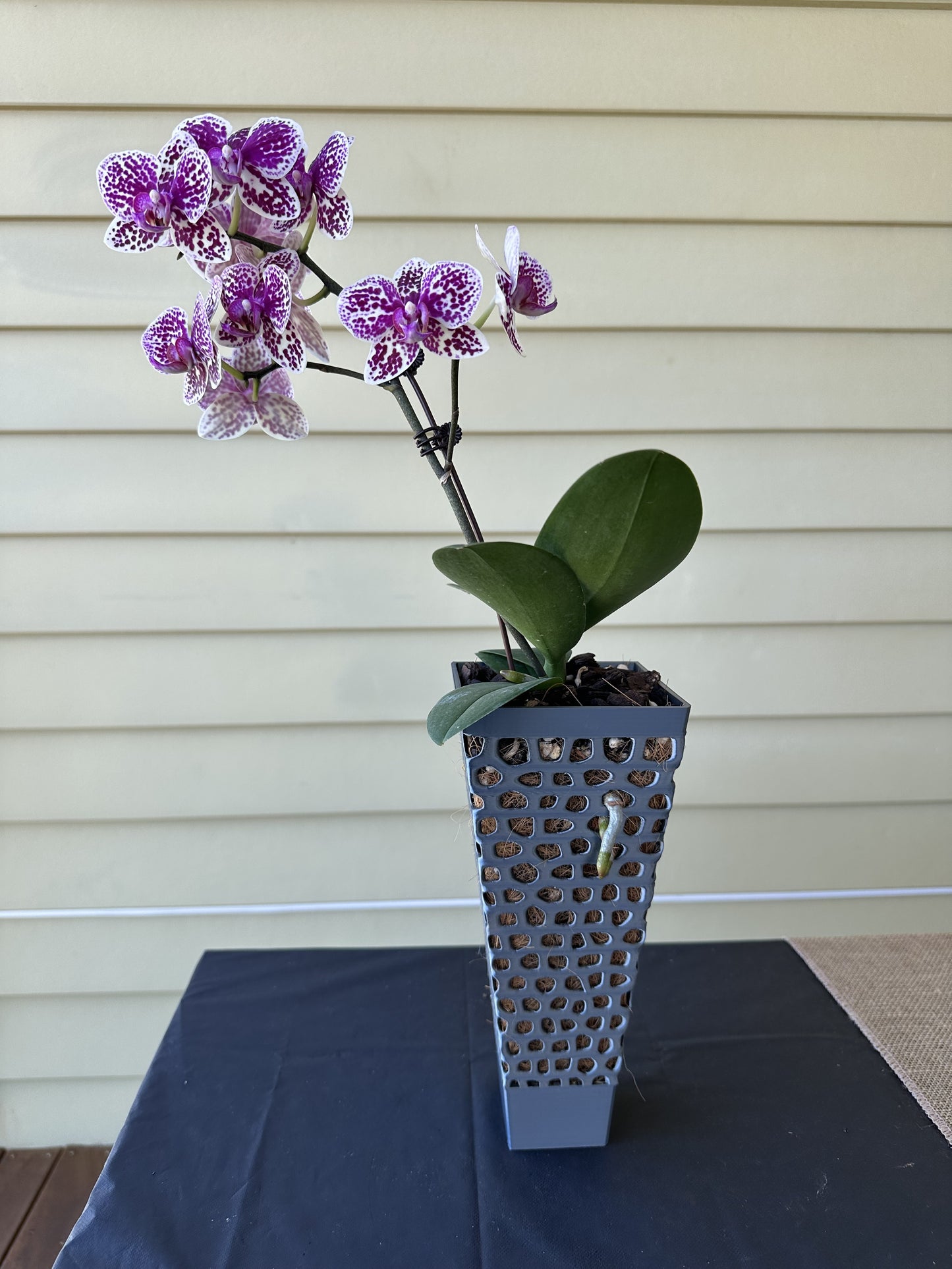 Orchid Growing & Display Pot - Tall 4-sided H 24cm x Top 10cm x Base 5cm