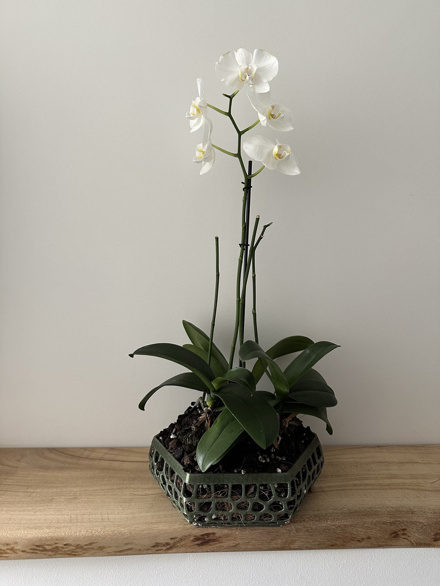 Orchid Growing & Display Pot Extra Large 240 x 80mm