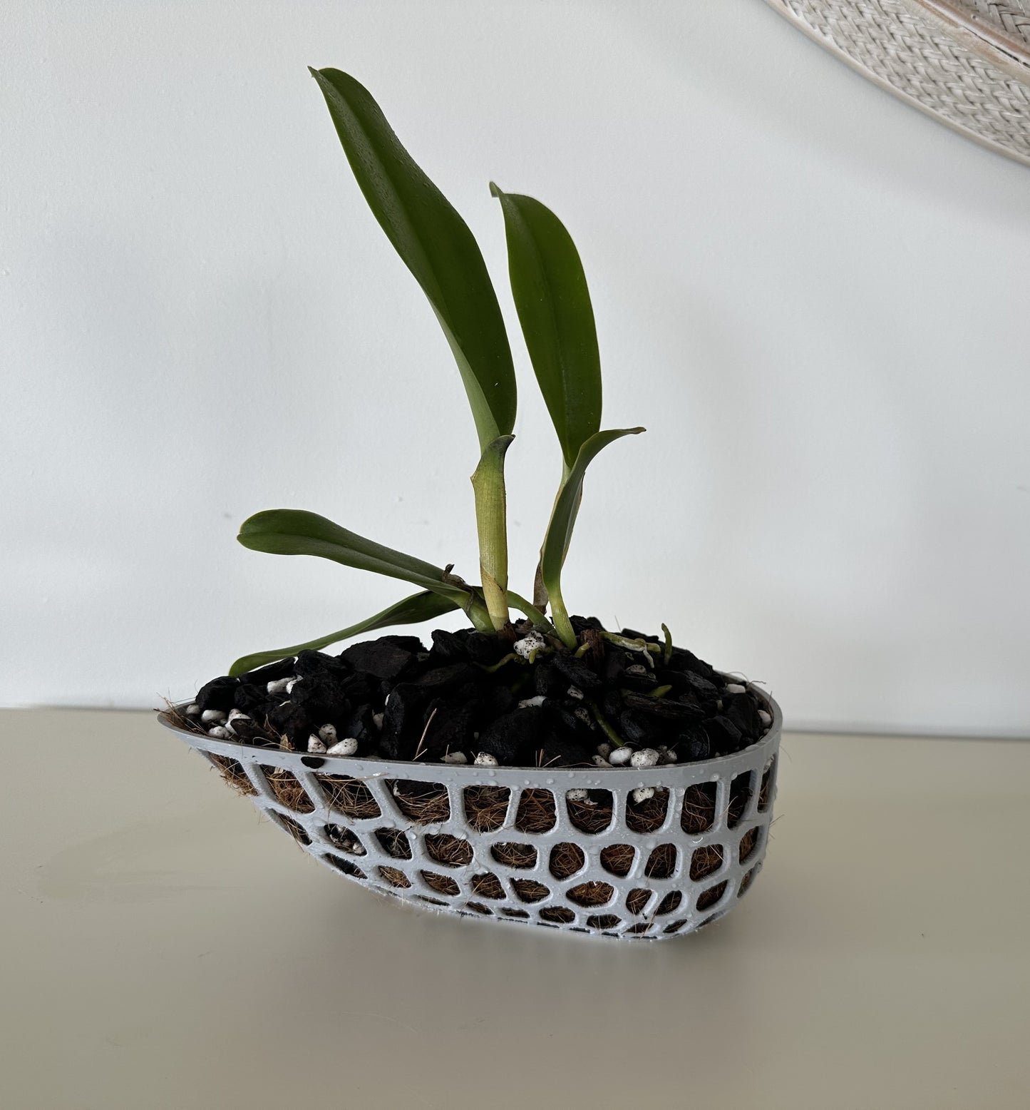 Orchid Growing & Display Pot - Medium - Odd Shape