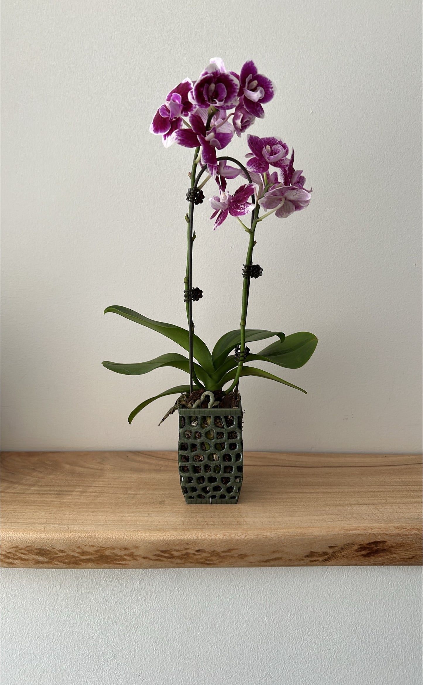 Orchid Growing and Display Pot Small 4-sided 100 x 60mm