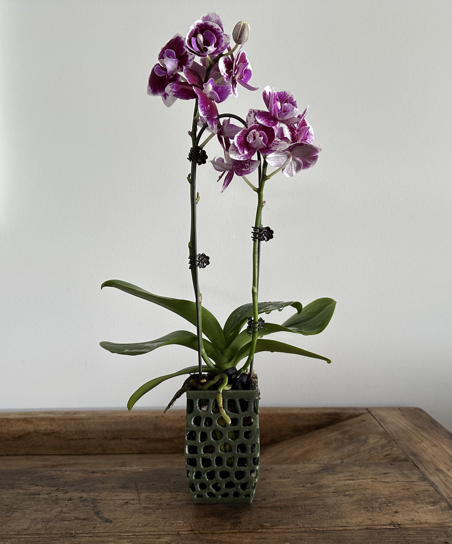 Orchid Growing and Display Pot Small 4-sided 100 x 60mm