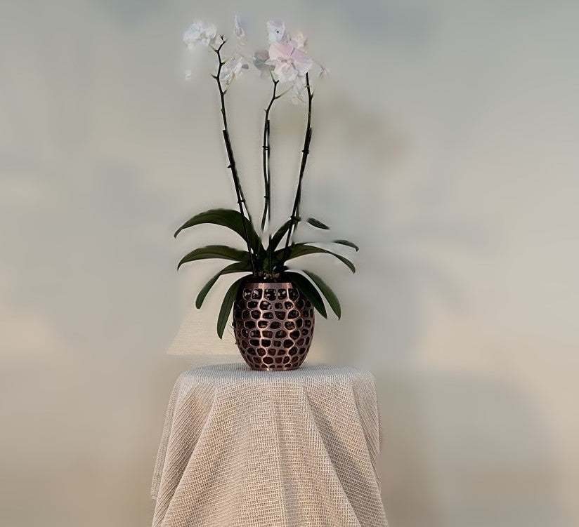 Orchid Growing & Display Pot - Medium - 145w x 150h mm