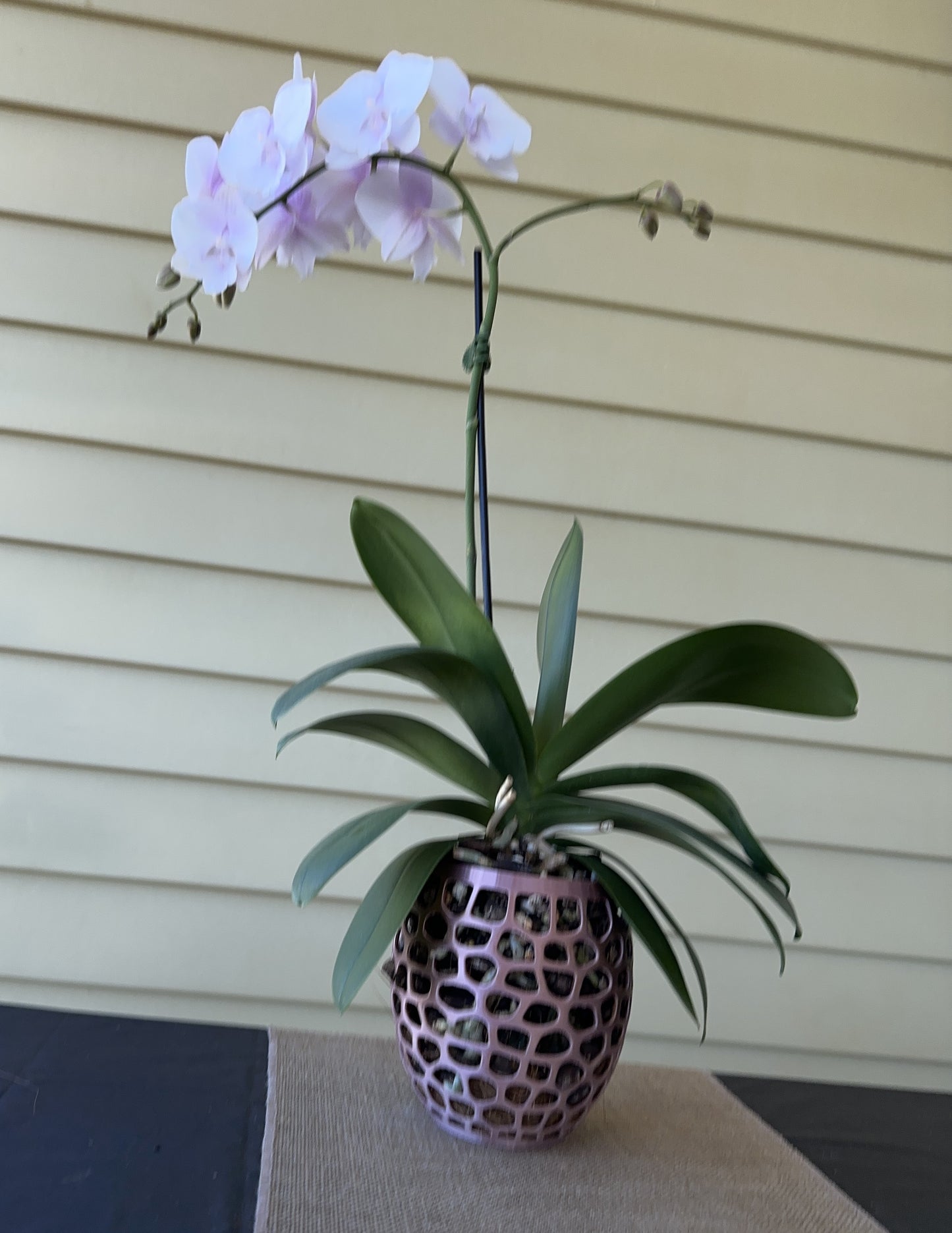 Orchid Growing & Display Pot - Medium - 145w x 150h mm