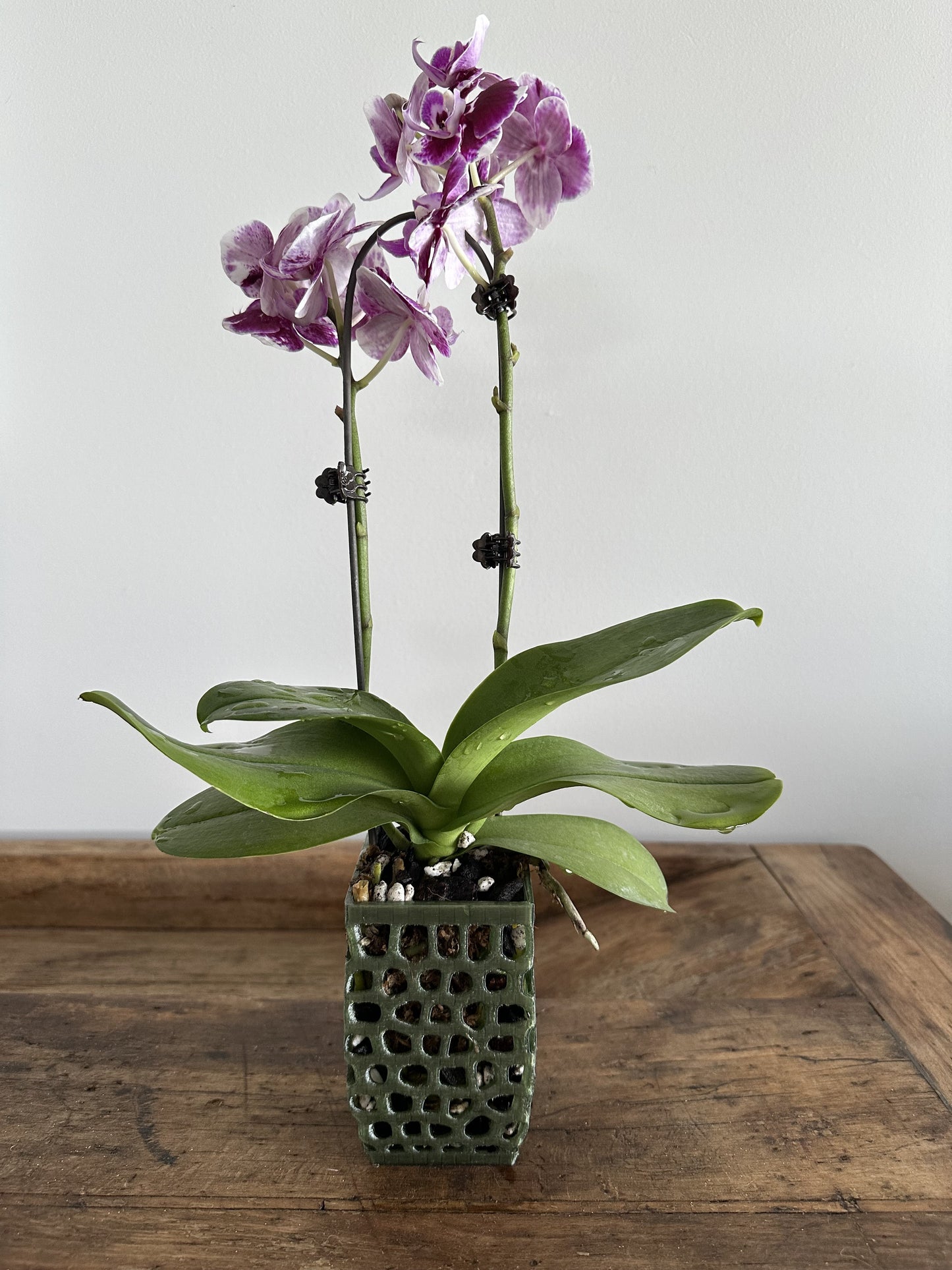 Orchid Growing and Display Pot Small 4-sided 100 x 60mm