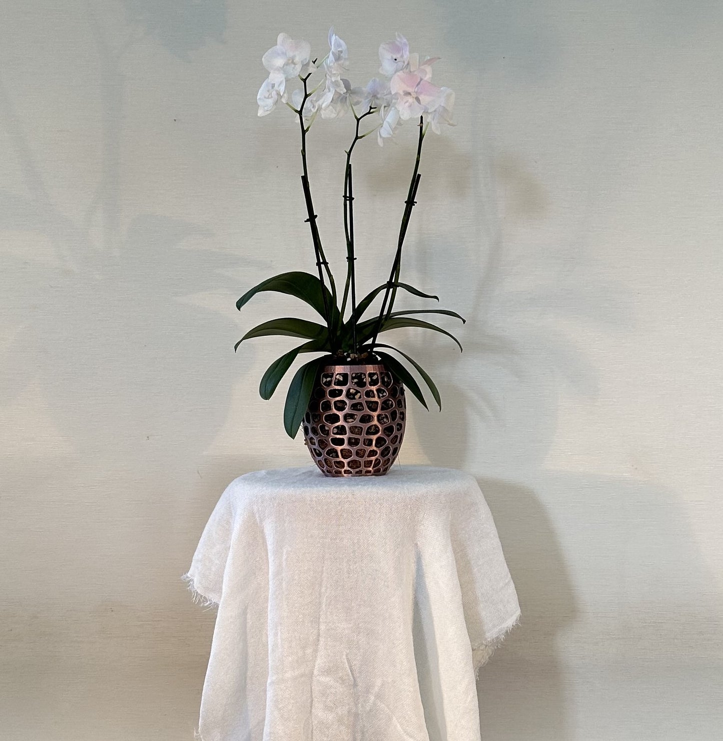 Orchid Growing & Display Pot - Medium - 145w x 150h mm